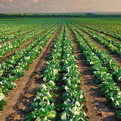Murcia, huerta de Europa